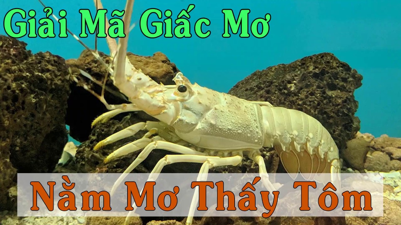 FCB8 Giải Mã Giấc Mộng Thấy Tôm